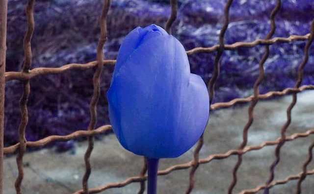 Pourquoi rêver de tulipes bleues ?