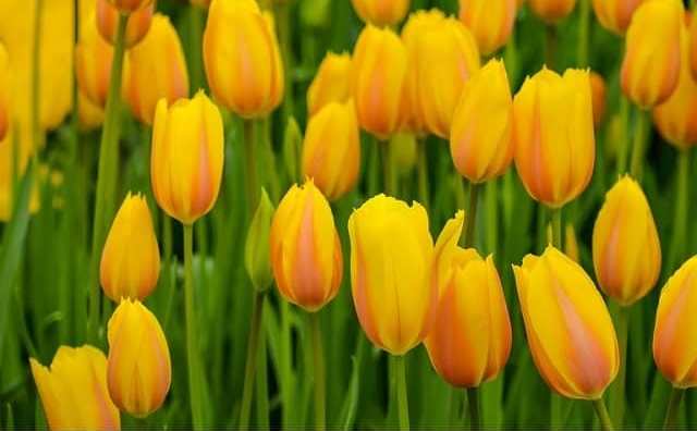 Rêver de tulipe jaune - Comment l'interpréter ?