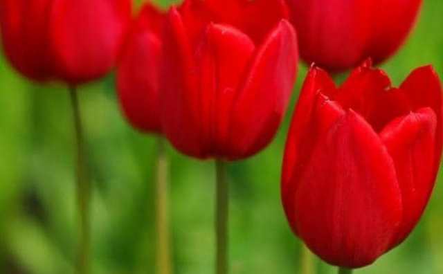 Pourquoi rêver de tulipes rouges ?