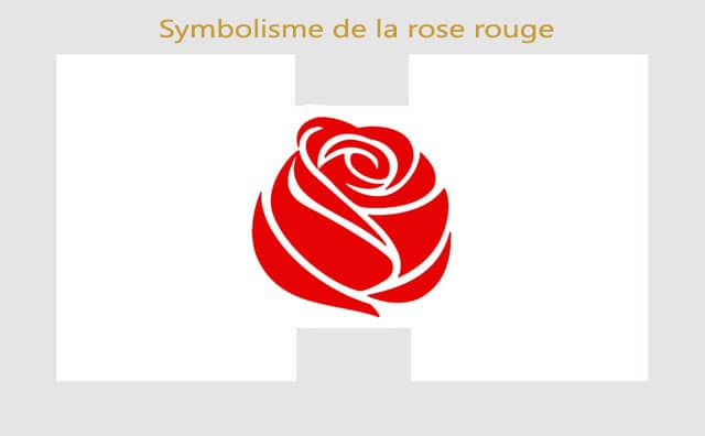 Rose rouge : Symboles et significations