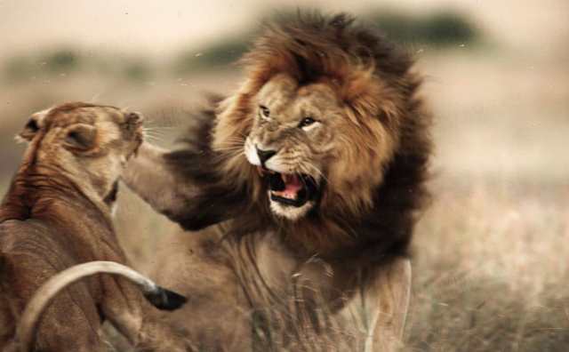 Pourquoi rêver d'un lion qui attaque ?