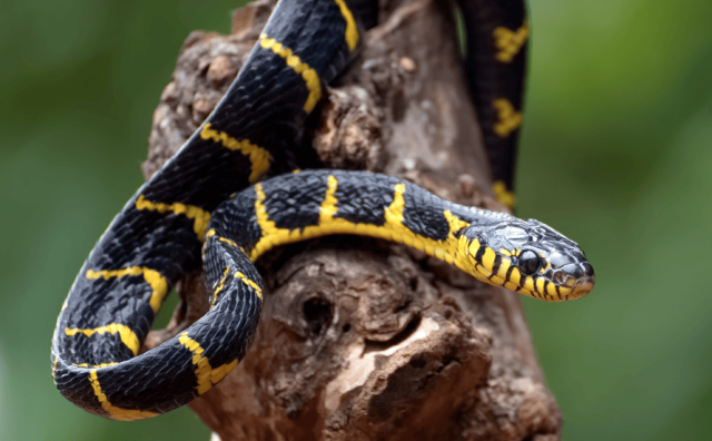 Pourquoi rêver de serpent jaune et noir ?