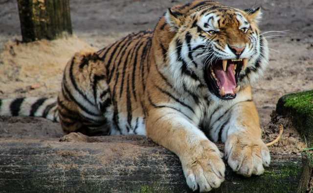 Pourquoi rêver d'un tigre agressif ?