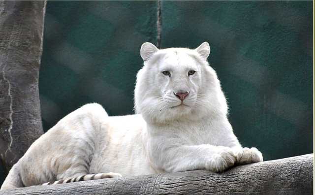 Pourquoi rêver de tigre blanc ?