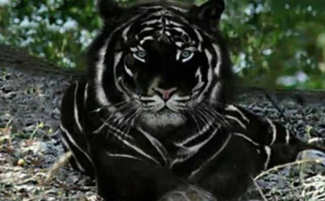 Comment bien interpréter rêver de tigre noir ?