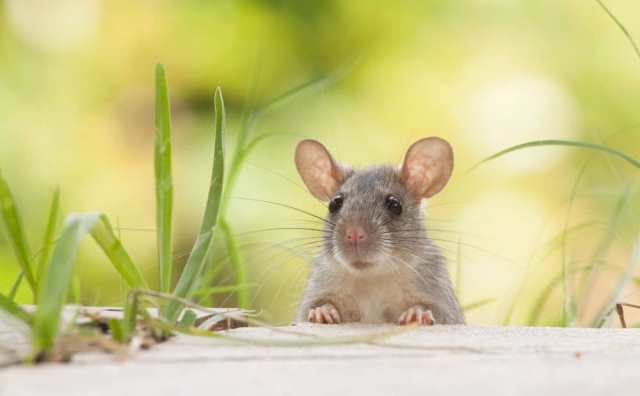 signification spirituelle de la souris