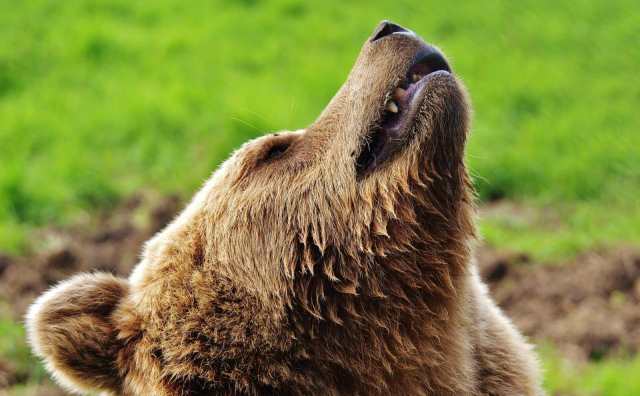 Comment bien interpréter rêver d'un ours brun ?