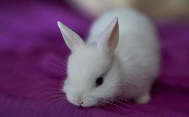 L'interprétation exacte d'un rêve de bébé lapin blanc : 