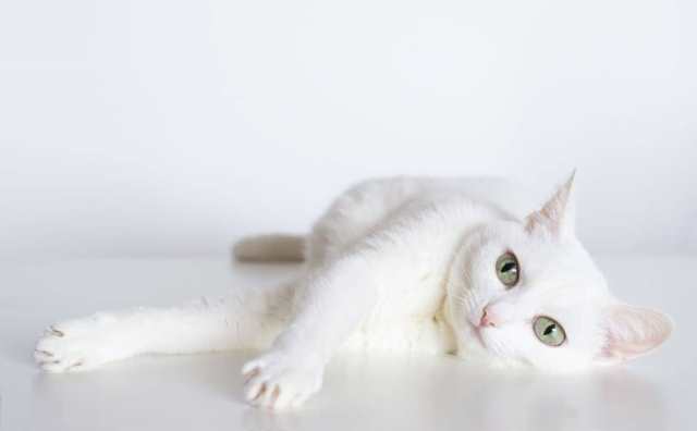 Comment bien interpréter rêver de chat blanc ?