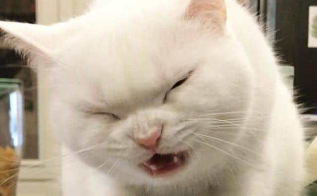 Rêver de chat blanc en colère - 1 analyse complète du rêve :