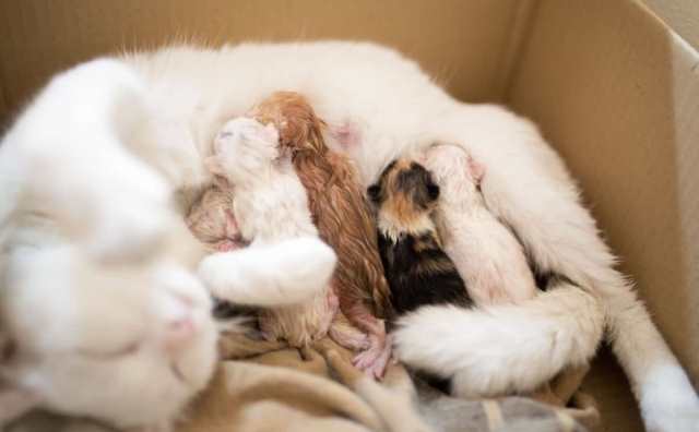 Pourquoi rêver de chatons nouveau-nés ?