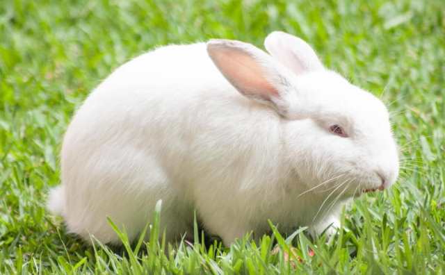 Pourquoi rêver de lapin blanc ?