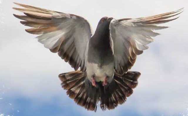 Comment bien interpréter rêver de libérer un pigeon ?