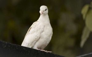 Que signifie un rêve de pigeon blanc ?