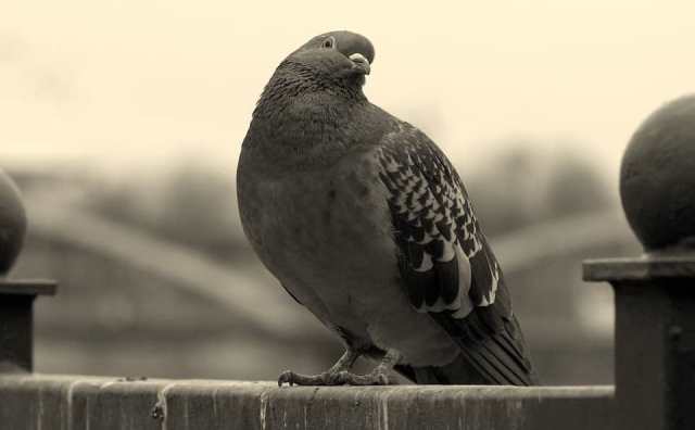Comment bien interpréter rêver de pigeon noir ?