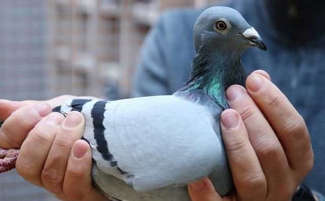 Pourquoi rêver de sauver un pigeon ?