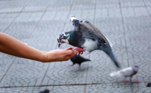 Que signifie rêver de toucher un pigeon ?