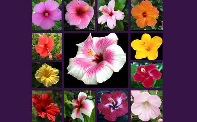 Les couleurs de l'hibiscus et ses significations dans le langage des fleurs : 
