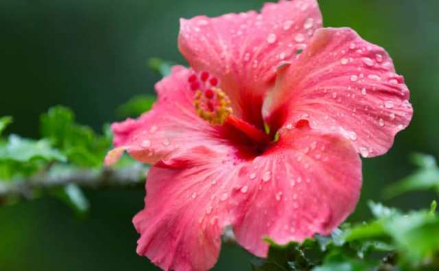 Hibiscus signification et signification dans le langage des fleurs :