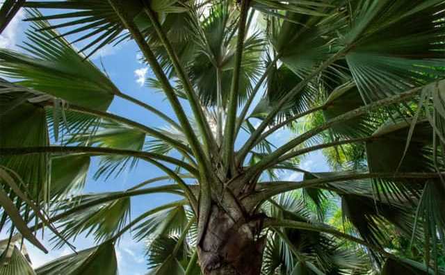 Pourquoi rêver de palmier ?