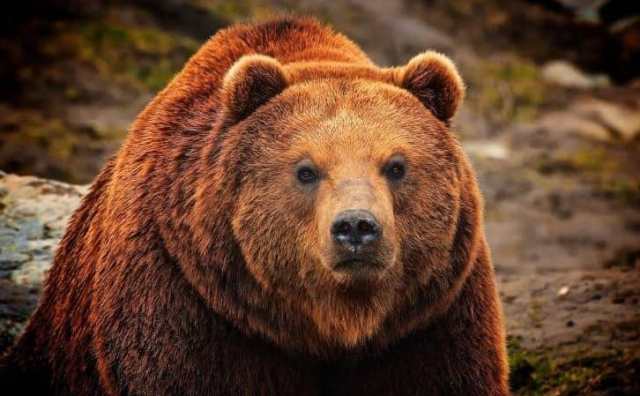Rêves les plus fréquents avec un ours en Islam et leur interprétation