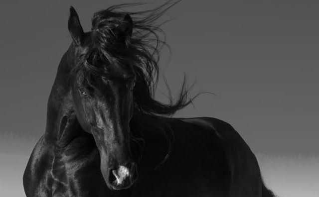 Rêver d'être poursuivi par un cheval noir : Les 3 révélations troublantes