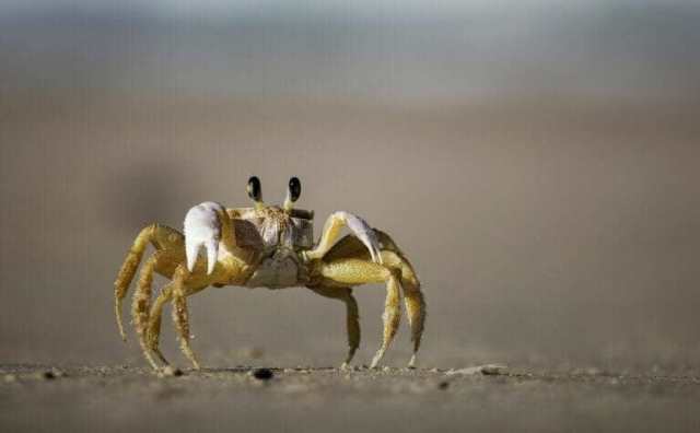 Pourquoi rêver d'être poursuivi par un crabe ?