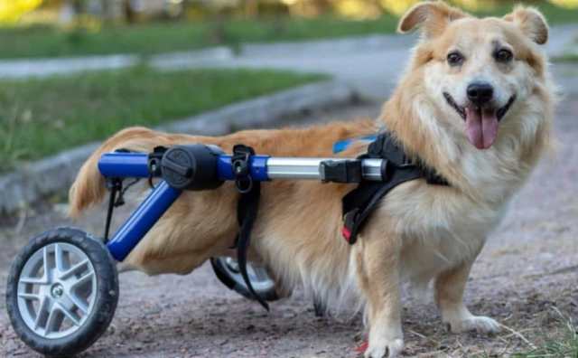 Pourquoi rêver de chien handicapé ?