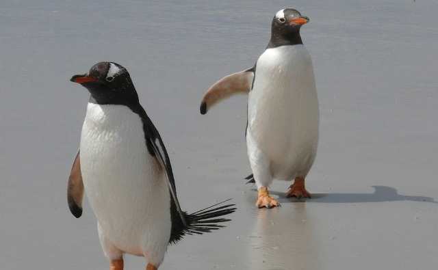 Pourquoi rêver d'un couple de pingouins ?