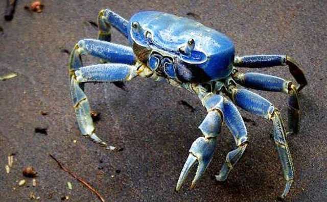 Comment bien interpréter rêver de crabe bleu ?