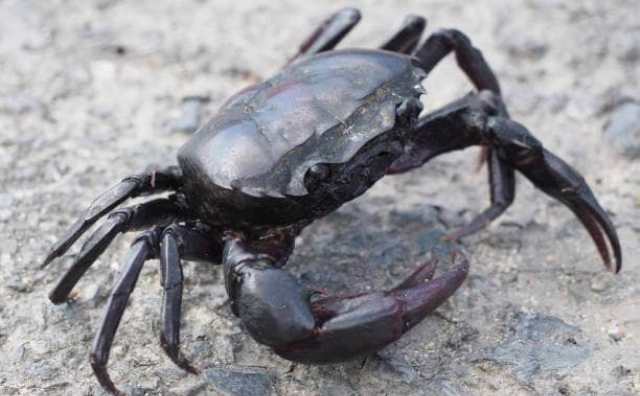 Rêver de crabe noir : Signification & interprétation
