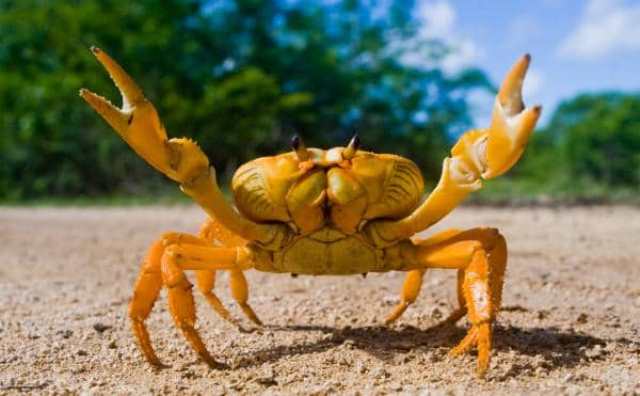 Pourquoi rêver de crabe qui attaque ?