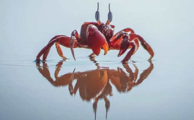 Comment bien interpréter rêver de crabe rouge ?