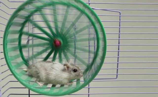 Rêve de hamster dans une roue qui tourne/ 