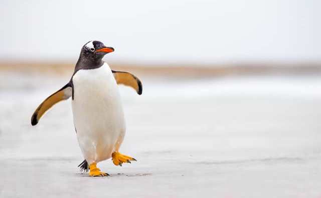 Comment bien interpréter rêver de pingouins ?