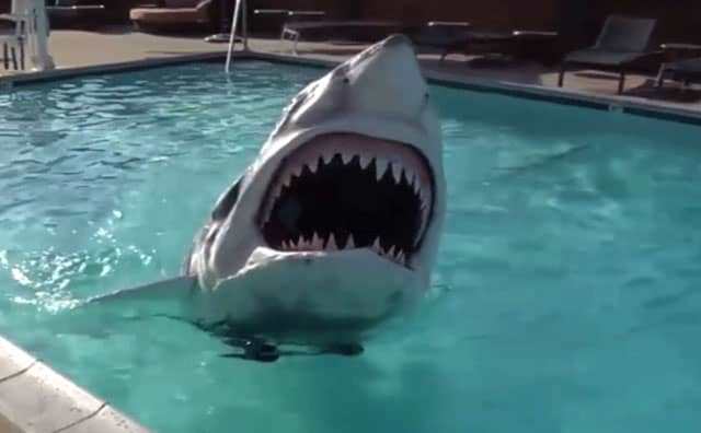 Pourquoi rêver de requin dans une piscine ?