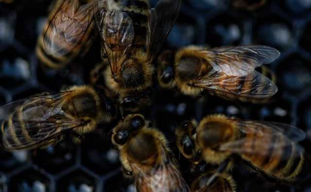 Pourquoi rêver d'abeilles mortes ?
