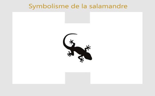Salamandre : symbolisme et signification