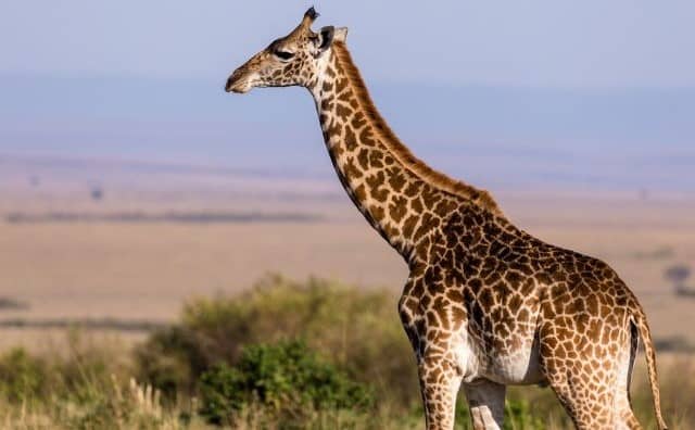 Rêver de girafe : quelles interprétations, symbolisme et significations ?