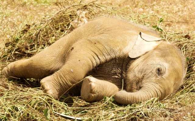 Pourquoi rêver d'éléphant blessé ?