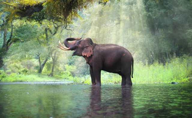 Pourquoi rêver d'éléphant dans l'eau ?