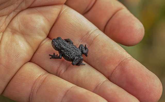 Rêver de petite grenouille noire à la main