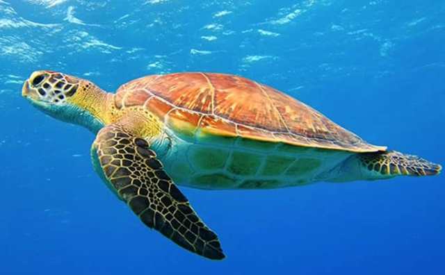Pourquoi rêver de tortue dans l'eau ?