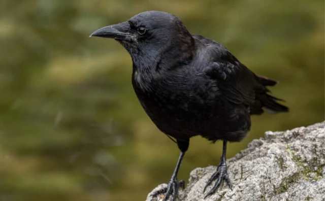 Quelles sont les significations spirituelles du corbeau ?