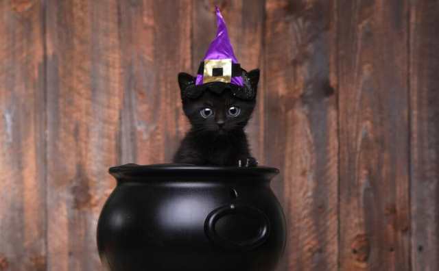 Halloween et les sorcières : Superstitions