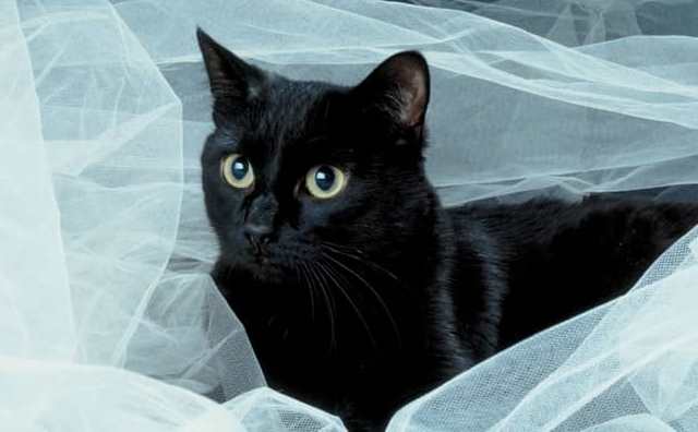 L’interprétation exacte d'un rêve de chat noir en Islam: