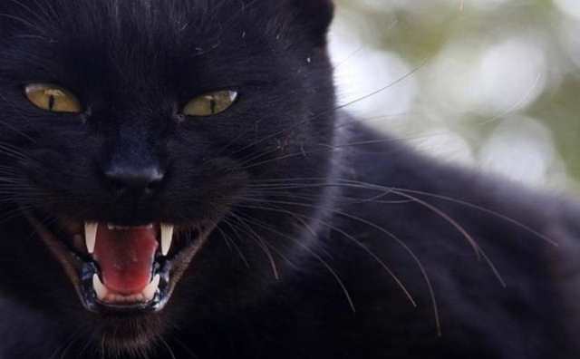Pourquoi rêver d'attaque de chat noir ?