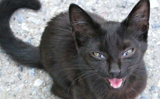 Pourquoi rêver de chat noir qui miaule ?