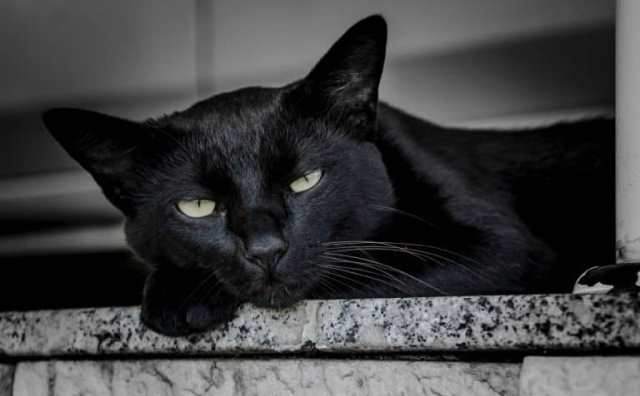 Pourquoi rêver de chats noirs ?