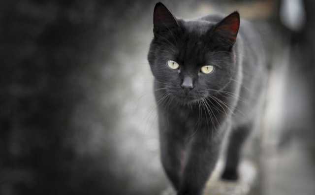 D'anciennes superstitions disent que les chats noirs portent malheur.